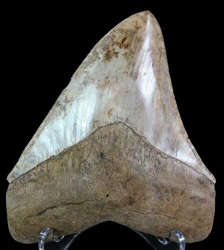 Serrated, Fossil Megalodon Tooth - Georgia #66196